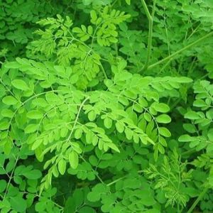 Drumstick Leaves 200g